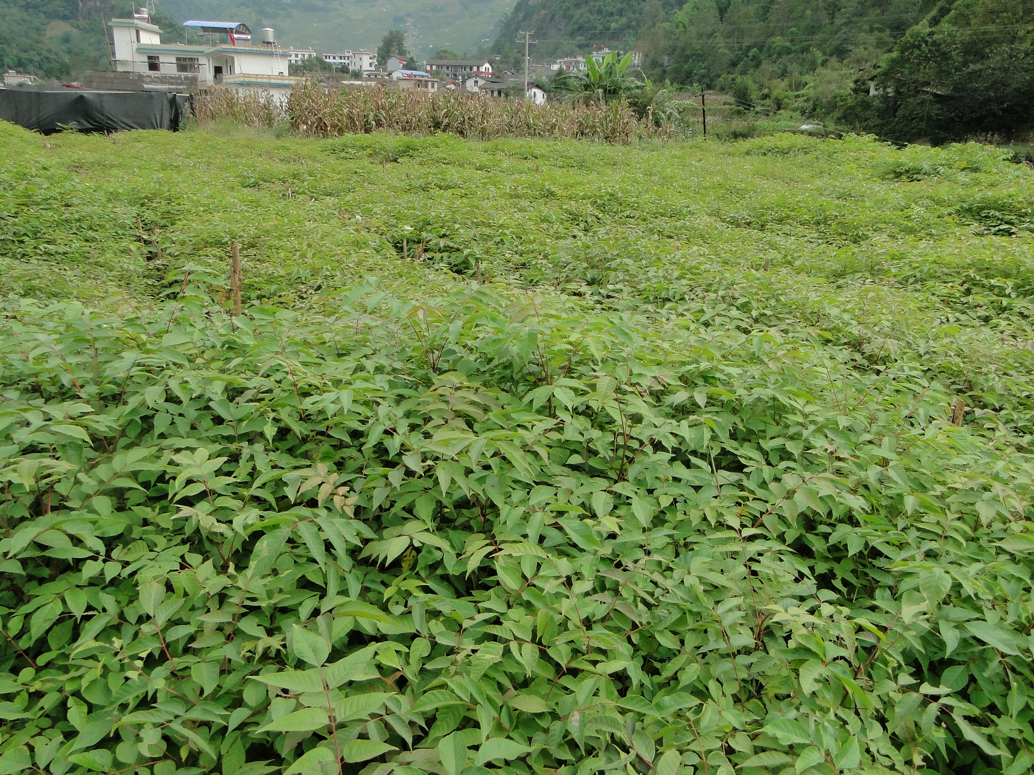 漆树种苗高效繁育新技术