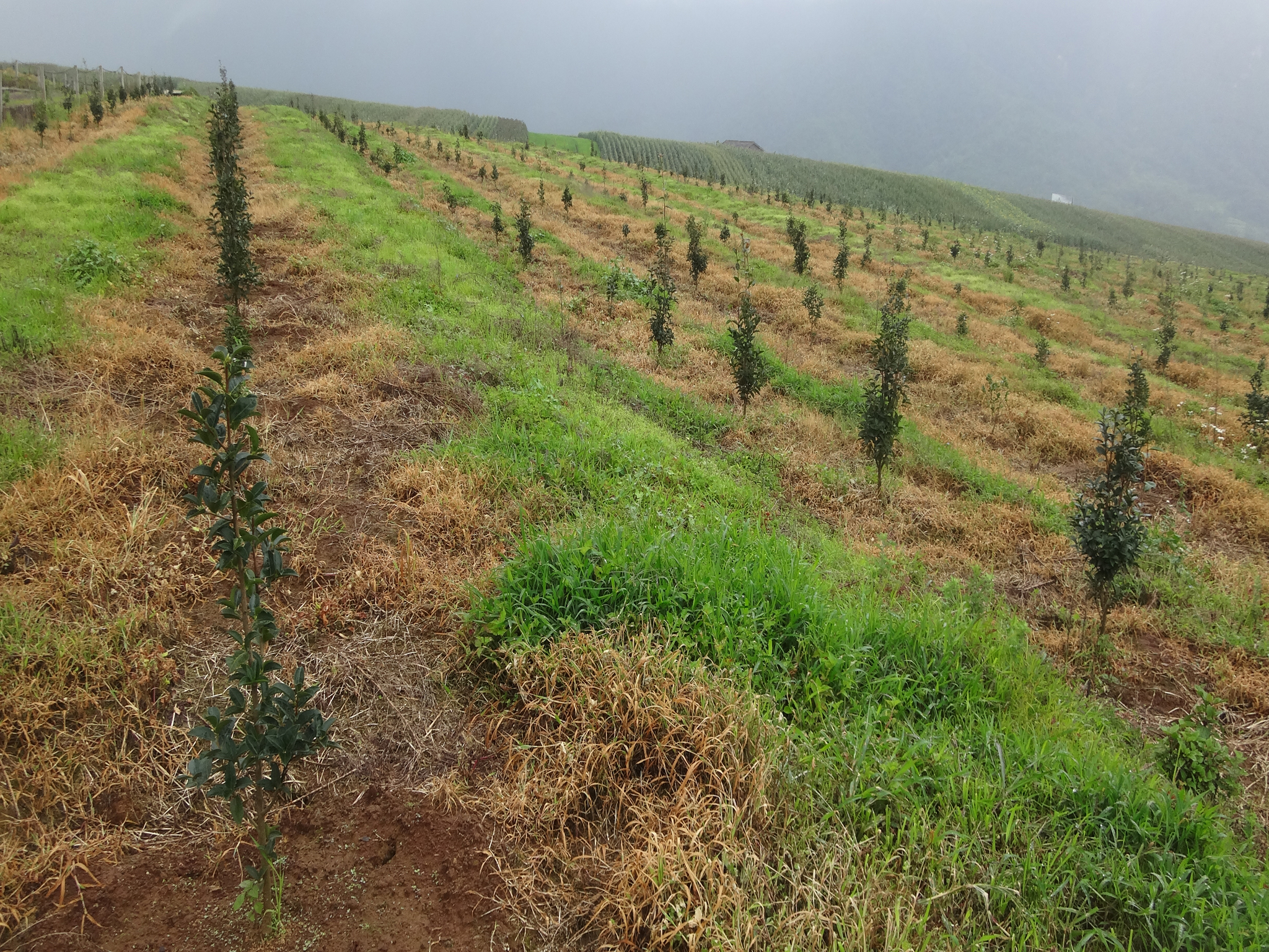 云南山地油茶良种选育及丰产栽培技术